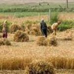 Haryana launched ‘Chaara-Bijaee Yojana’ for fodder cultivating farmers