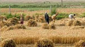 Haryana launched ‘Chaara-Bijaee Yojana’ for fodder cultivating farmers