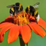 World Bee Day 2022: Theme, Purpose, History