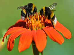 World Bee Day 2022: Theme, Purpose, History