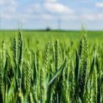 C-CAMP signs MoU with CFTRI to promote innovation in agriculture