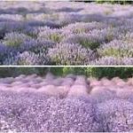 Jitendra Singh inaugurates India’s first ‘Lavender Festival’ in Bhaderwah