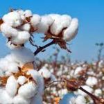 Single-Pick Cotton Pilot Project will launch by the Telangana Govt