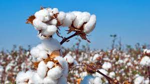 Single-Pick Cotton Pilot Project will launch by the Telangana Govt