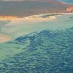 World’s biggest plant discovered off Australian coast 