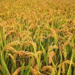 World Banka approved Uttarakhand project to boost rain-fed agriculture
