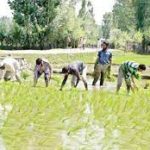 Farmers' average income grew 1.3-1.7x between FY18 and FY22: SBI study