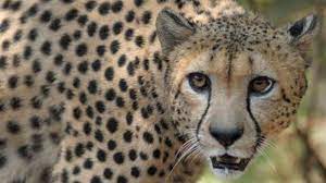 India, Namibia sign MoU to bring cheetah to India