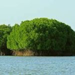 The Ramsar sites of India increases to 54, five new sites added
