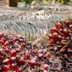 Godrej Agrovet signs MoU with Assam, Manipur and Tripura for Oil palm