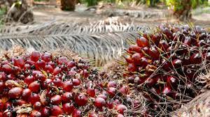Godrej Agrovet signs MoU with Assam, Manipur and Tripura for Oil palm