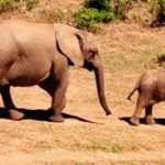 Odisha to prepare wildlife management plan in newly allotted coal blocks