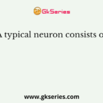 A typical neuron consists of