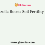Azolla Boosts Soil Fertility of