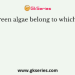 Blue-green algae belong to which group?