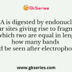 If DNA is digested by endonucleases in four sites giving rise to fragments of which two are equal in length how many bands would be seen after electrophoresis?