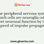 In the peripheral nervous system, which cells are neuroglia cells that support neuronal function by increasing the speed of impulse propagation?