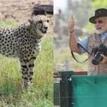 India To Be Home to Cheetahs After 70 Years 