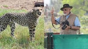 India To Be Home to Cheetahs After 70 Years 