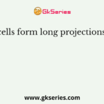 Nerve cells form long projections called