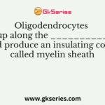 Oligodendrocytes line up along the _____________ and produce an insulating cover called myelin sheath