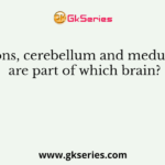 Pons, cerebellum and medulla are part of which brain?