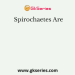 Spirochaetes Are