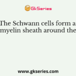 The Schwann cells form a myelin sheath around the
