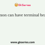 The axon can have terminal branches
