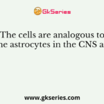 The cells are analogous to the astrocytes in the CNS are