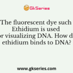 The fluorescent dye such Ethidium is used for visualizing DNA. How do ethidium binds to DNA?