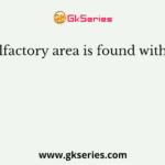 The olfactory area is found within the