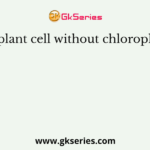 The plant cell without chloroplast is