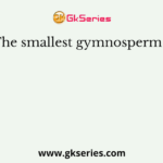 The smallest gymnosperm is