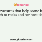 The structures that help some bacteria to attach to rocks and /or host tissues are