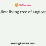The tallest living tree of angiosperm is