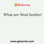 What are Nissl bodies?