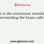 What is the outermost membrane surrounding the brain called?