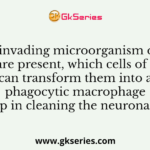 When invading microorganism or dead neurons are present, which cells of neuroglia can transform them into a phagocytic macrophage and help in cleaning the neuronal debris?