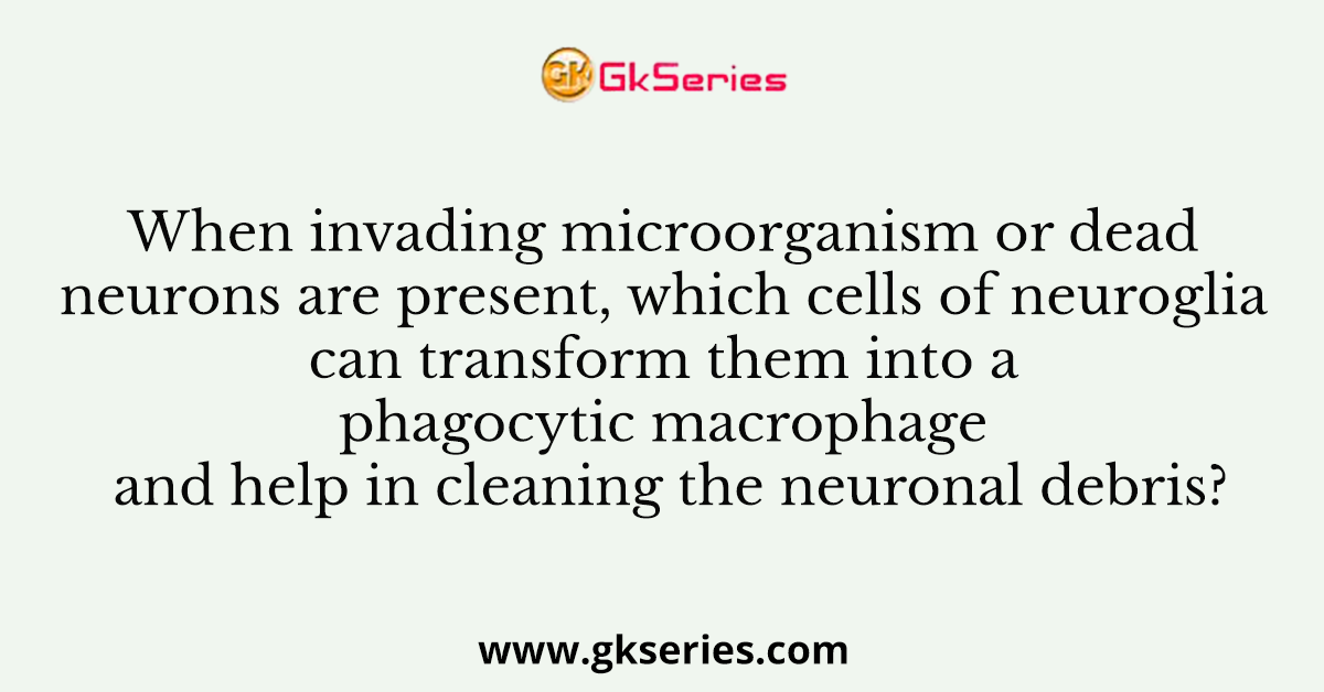 When invading microorganism or dead neurons are present, which cells of neuroglia can transform them into a phagocytic macrophage and help in cleaning the neuronal debris?