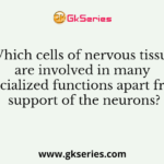 Which cells of nervous tissue are involved in many specialized functions apart from support of the neurons?