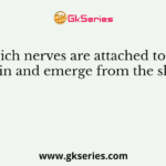 Which nerves are attached to the brain and emerge from the skull?