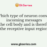 Which type of neuron convey incoming messages towards the cell body and is therefore called the receptive input region?