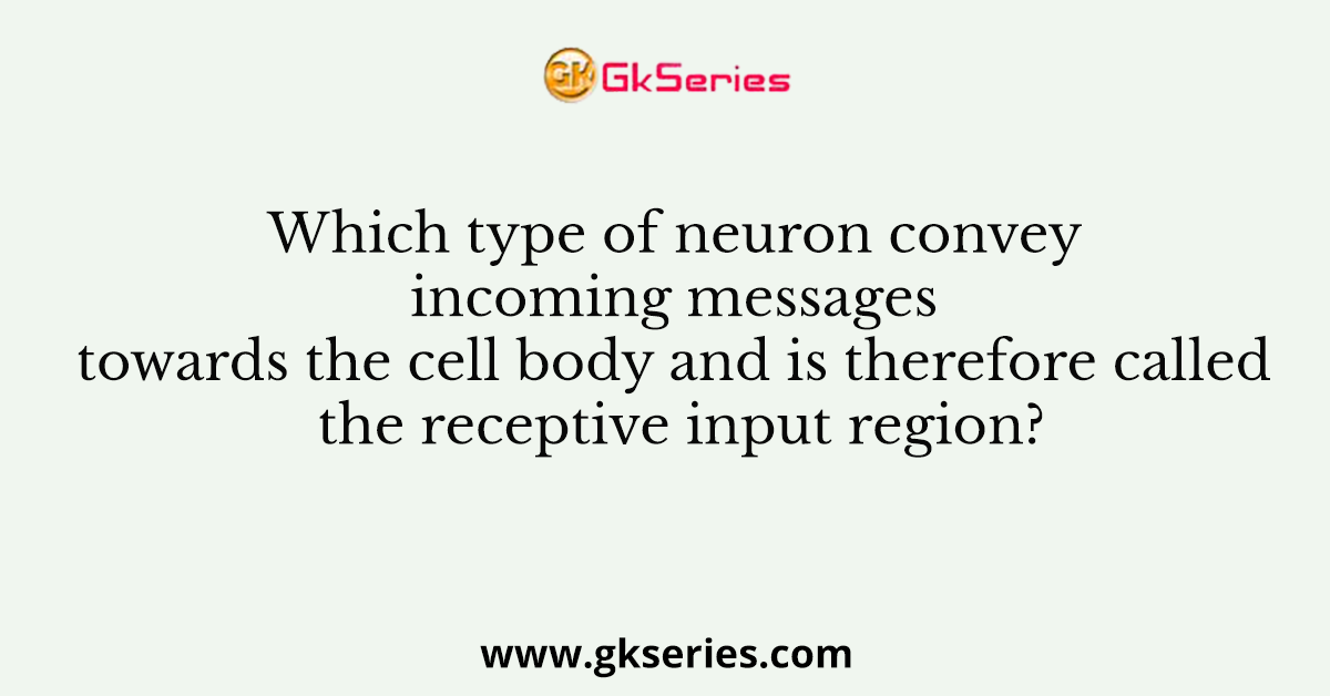 Which type of neuron convey incoming messages towards the cell body and is therefore called the receptive input region?