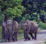 Centre approves Terai Elephant Reserve in Uttar Pradesh