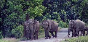 Centre approves Terai Elephant Reserve in Uttar Pradesh
