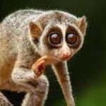 India’s first slender loris sanctuary in Tamil Nadu