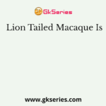 Lion Tailed Macaque Is