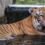 Wildlife board approves new tiger reserve in Madhya Pradesh