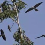 7th Edition of Amur Falcon Festival observed in Manipur